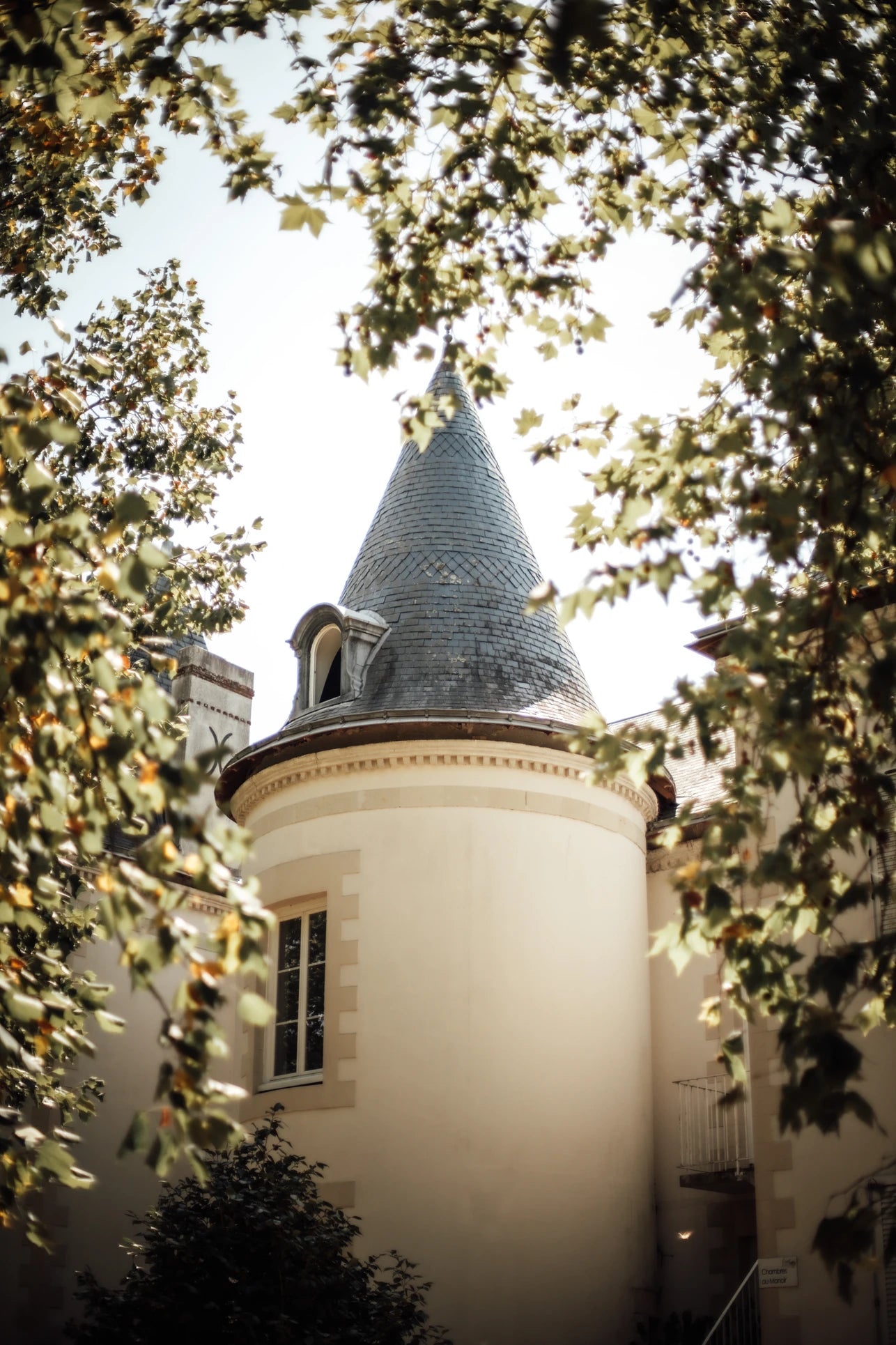 Focus sur une tour du château avec les branches qui l'entourent